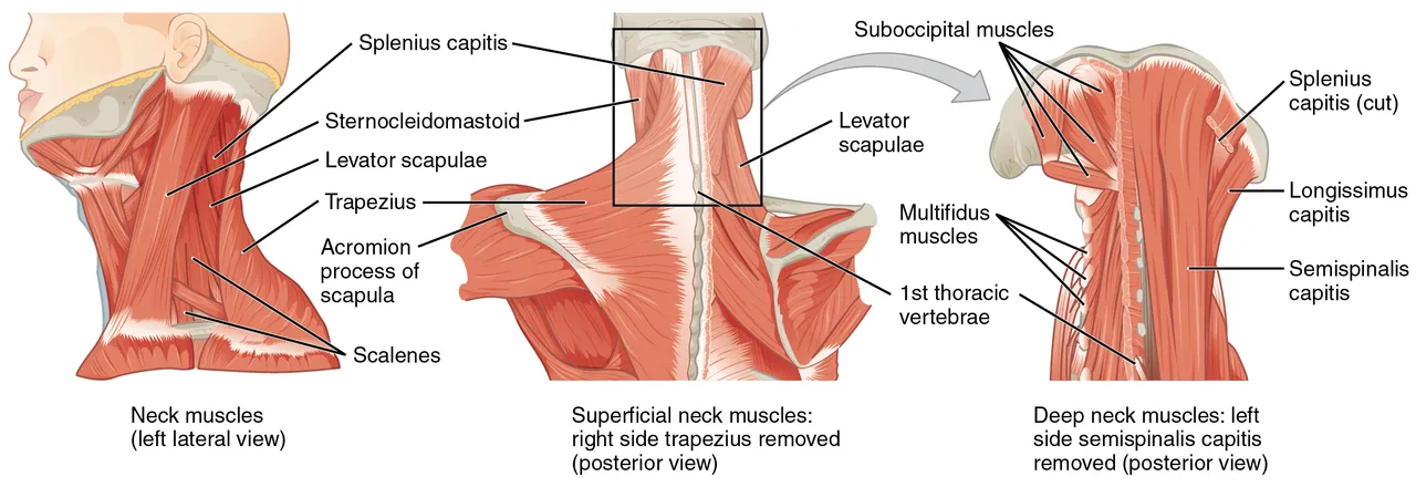 Yandan ve arkadan boyun kasları, sternokleidomastoid, trapez ve altlarındaki daha derin kaslar, OpenStax Anatomy and Physiology