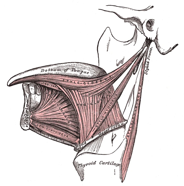 The muscles that move the tongue from the jaw, the hyoid bone and the skull, left side, Gray's Anatomy, 1918, figure 1019