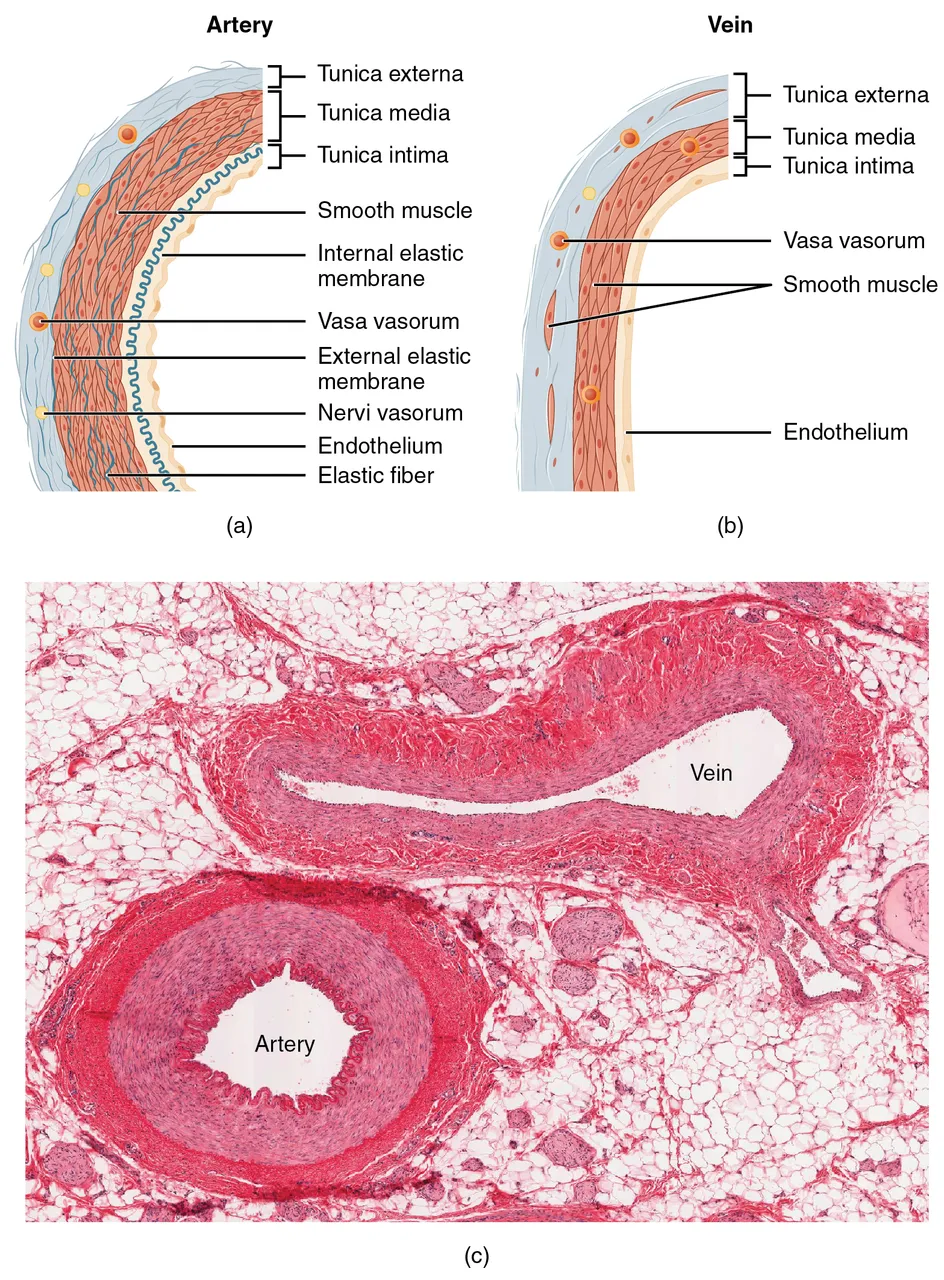 The walls of an artery and a vein, drawn and in a micrograph: the artery's thick layer of smooth muscle and elastic fibres against the vein's thinner wall, OpenStax Anatomy and Physiology