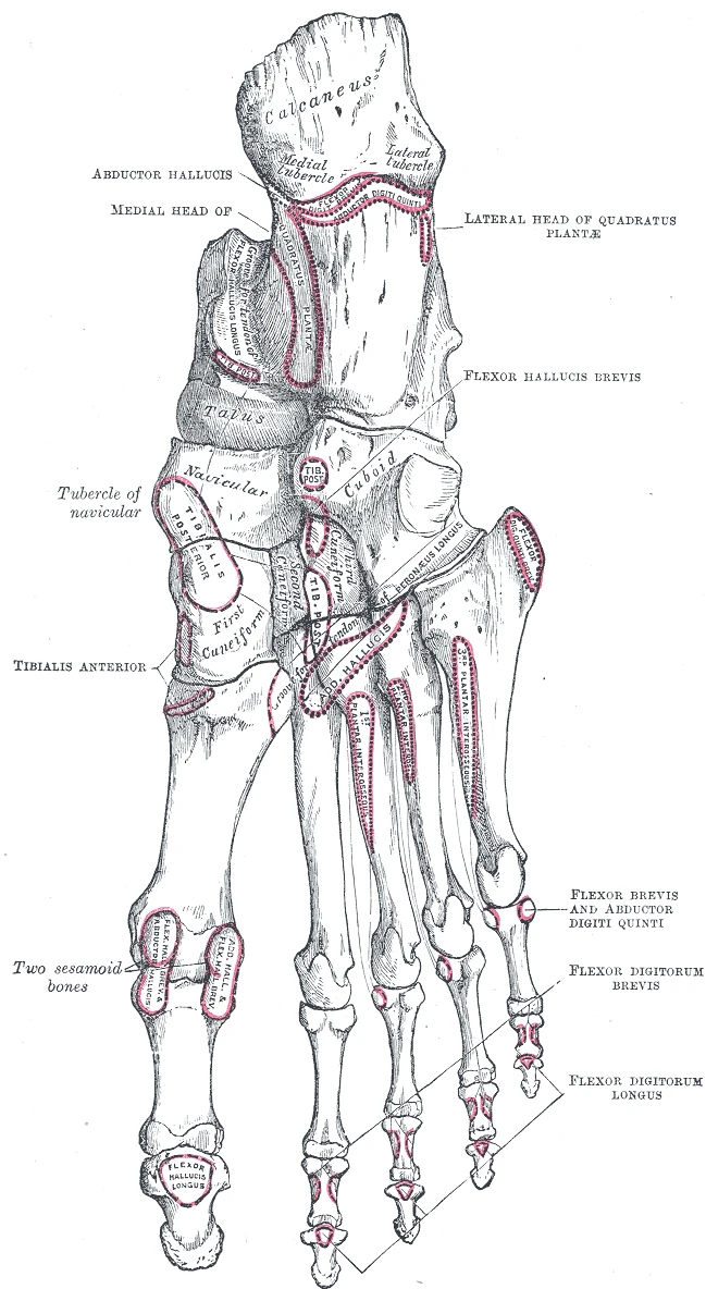 Aşağıdan sağ ayağın kemikleri, Gray’s Anatomy, 1918, şekil 269