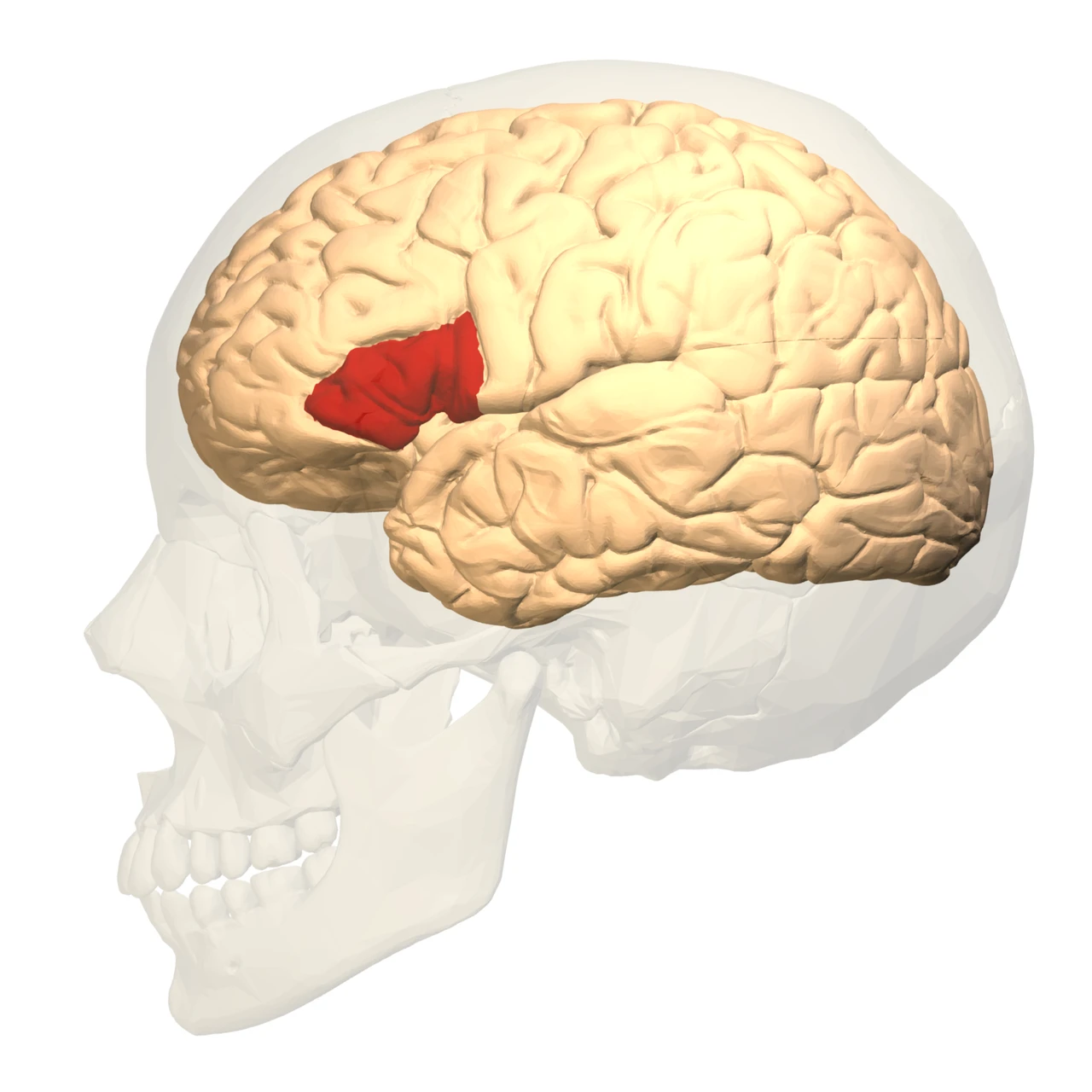 Broca's area, the back of the left inferior frontal gyrus, in red