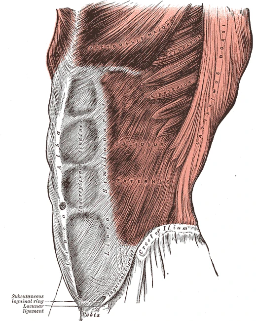 The external oblique on the left side of the abdomen, its aponeurosis covering the rectus abdominis as far as the linea alba, Gray's Anatomy, 1918, figure 392