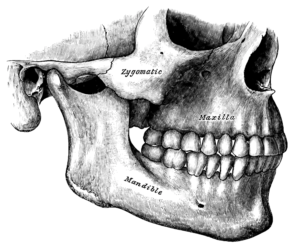 Side view of the teeth and jaws, Gray's Anatomy, 1918, figure 995