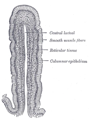A villus cut lengthwise, with its central lacteal, from a dog's small intestine, Gray's Anatomy, 1918, figure 1059
