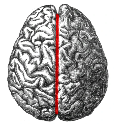 The brain from above, with the longitudinal fissure between the two hemispheres marked in red, from Gray's Anatomy