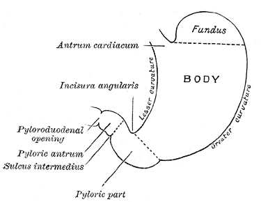 Outline of the stomach and its parts: fundus, body and pyloric part, Gray's Anatomy, 1918, figure 1046