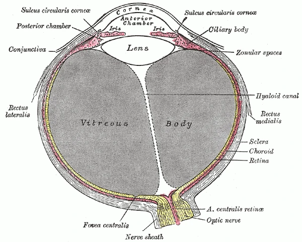 Horizontal section of the eyeball: the retina lines its back, and the optic nerve leaves it, Gray's Anatomy, 20th edition, 1918, figure 869