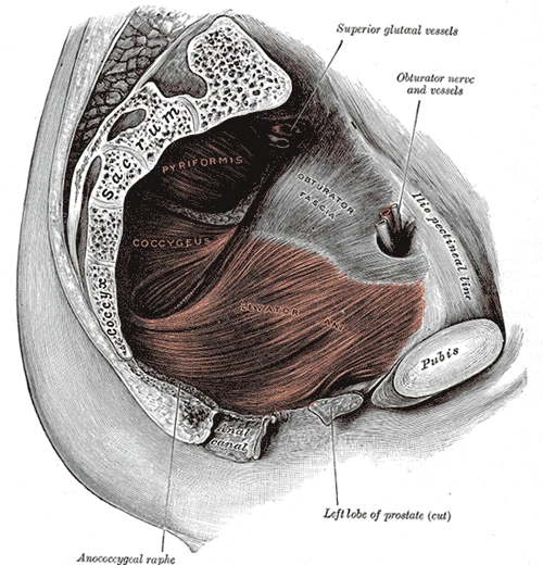 The levator ani, the muscle of the pelvic floor to which the puborectalis belongs, seen from inside the pelvis, Gray's Anatomy, 1918, figure 404
