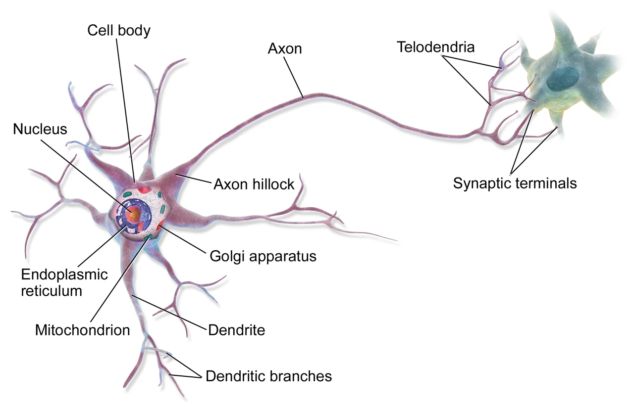 A neuron: the cell body with its nucleus, branching dendrites, and an axon ending in synaptic terminals on the next cell