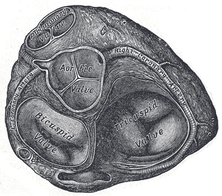 The base of the ventricles with the atria removed: the pulmonary, aortic, mitral (bicuspid) and tricuspid valves, Gray's Anatomy, 1918, figure 495