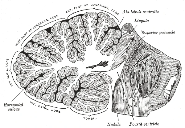 Section through the cerebellum beside the brainstem, showing its thin, deeply folded cortex, Gray's Anatomy, 20th edition, 1918, figure 704