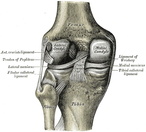 The left knee from behind, opened to show the cruciate ligaments and the menisci, Gray's Anatomy, 1918, figure 348