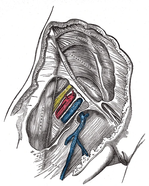 The groin opened below the inguinal ligament: the femoral nerve, artery and vein side by side, with the great saphenous vein joining the femoral vein, Gray's Anatomy, 1918, figure 545