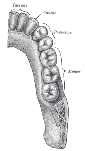 The permanent teeth of the right half of the lower jaw seen from above: two incisors, a canine, two premolars and three molars, Gray's Anatomy, 1918, figure 997