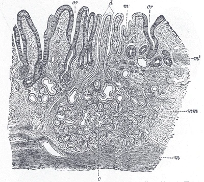 Section of the stomach lining near its entrance, with its glands, Gray's Anatomy, 1918, figure 1053