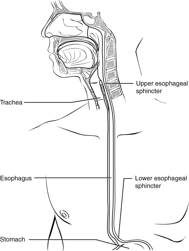 The esophagus from the pharynx to the stomach, with its upper and lower sphincters, OpenStax Anatomy and Physiology